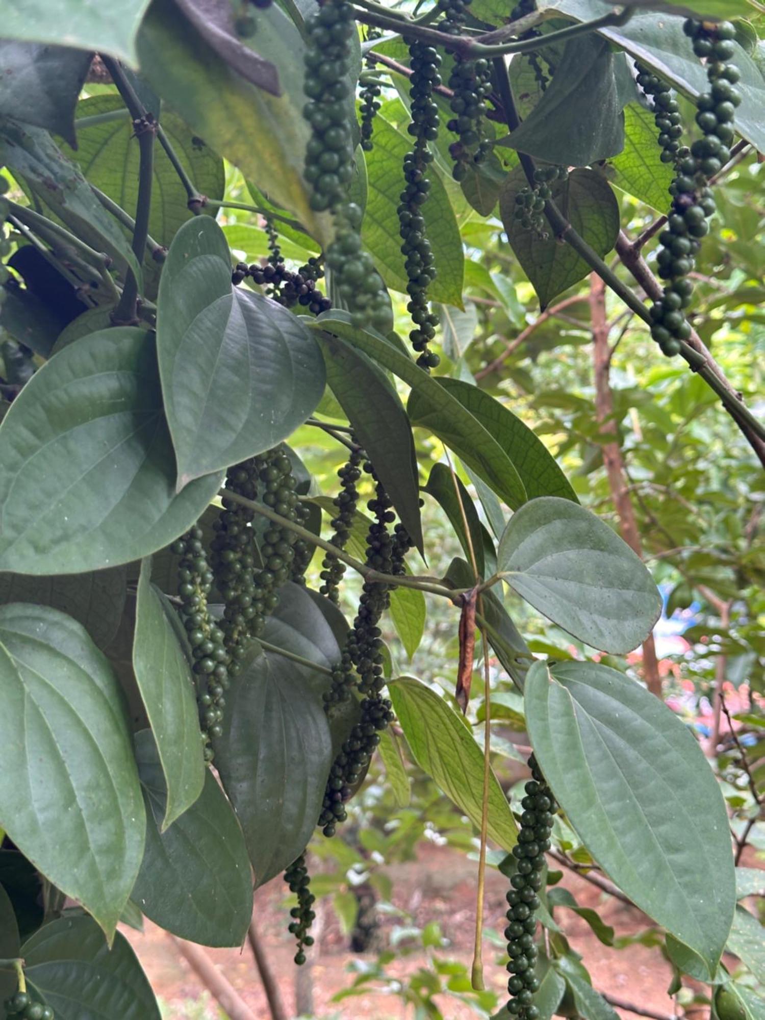 Kattil Farm Stay Varkala Thiruvananthapuram Esterno foto