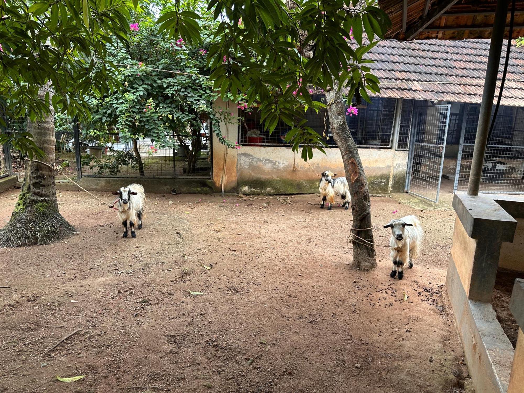Kattil Farm Stay Varkala Thiruvananthapuram Esterno foto