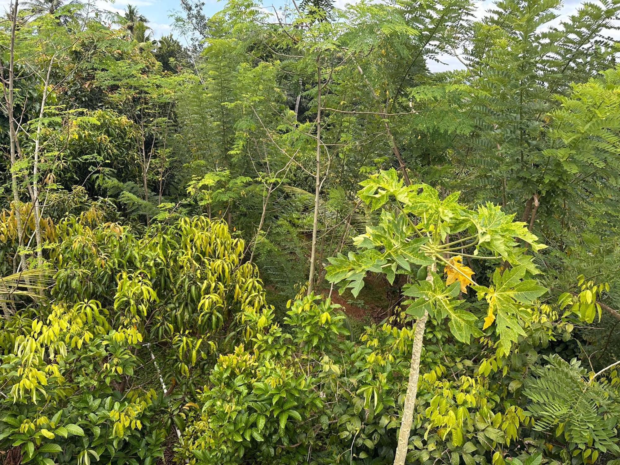Kattil Farm Stay Varkala Thiruvananthapuram Esterno foto