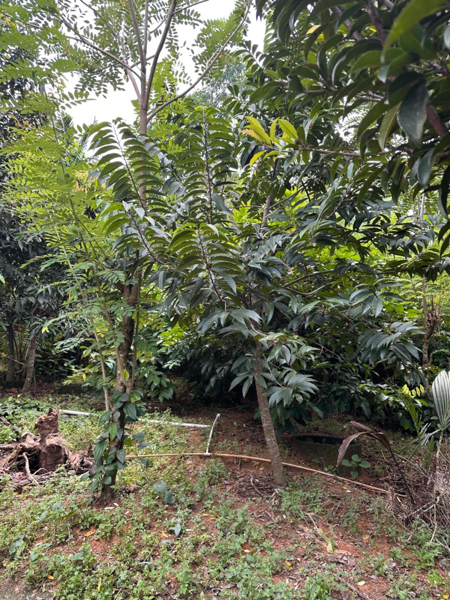Kattil Farm Stay Varkala Thiruvananthapuram Esterno foto