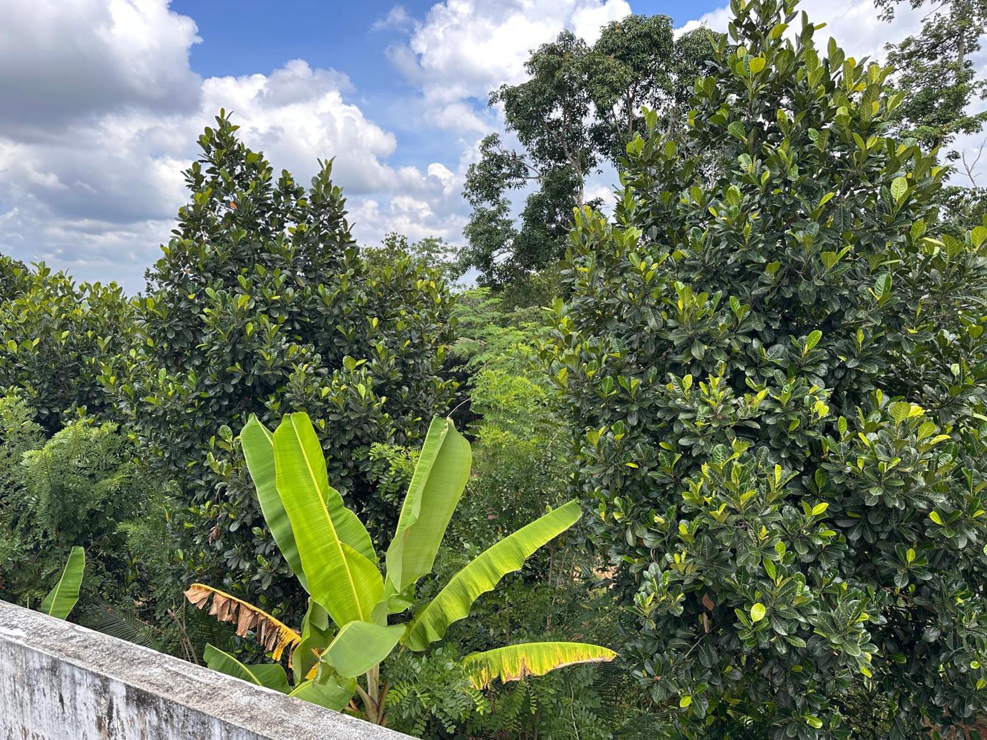 Kattil Farm Stay Varkala Thiruvananthapuram Esterno foto