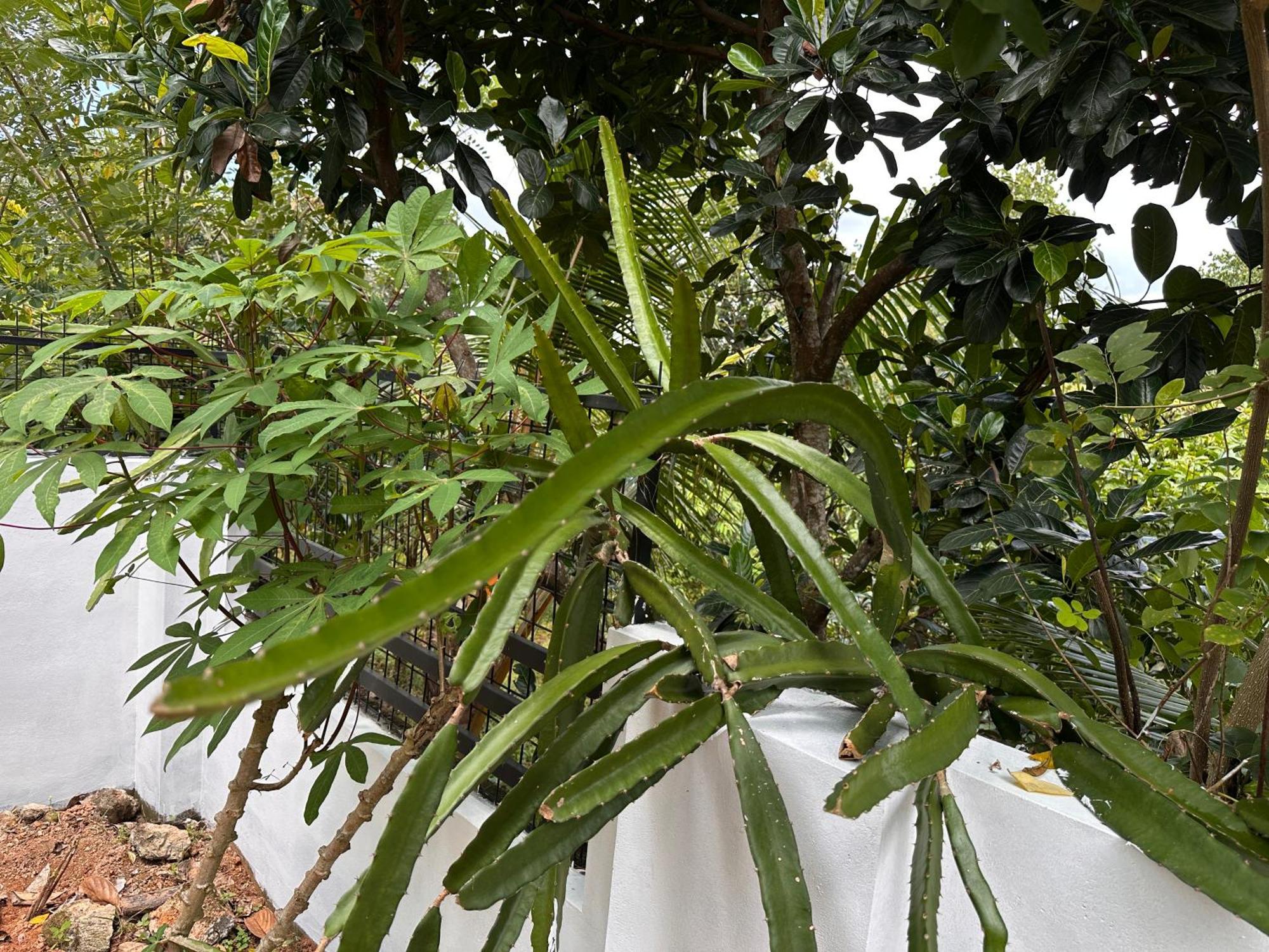Kattil Farm Stay Varkala Thiruvananthapuram Esterno foto