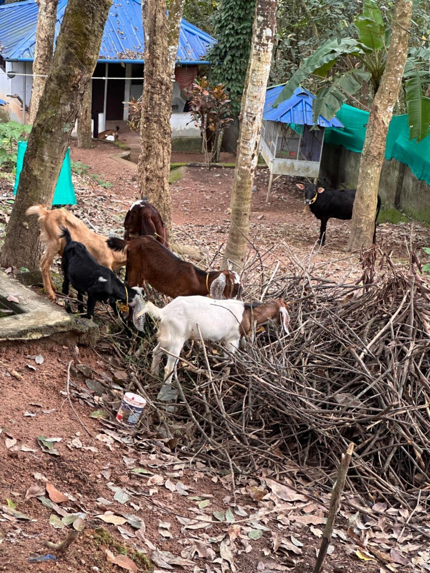 Kattil Farm Stay Varkala Thiruvananthapuram Esterno foto